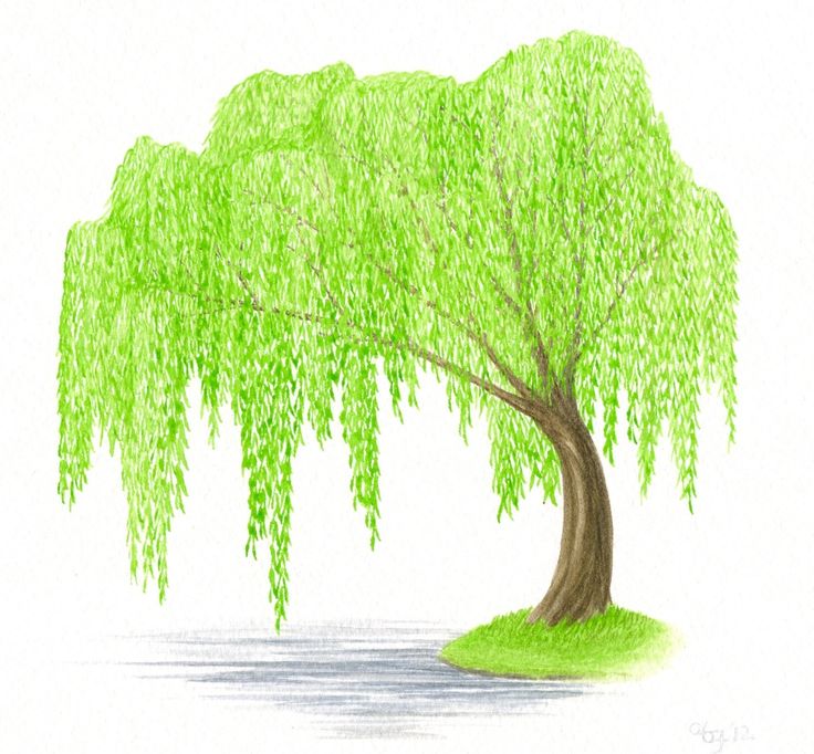 Weeping-Willow-Tree-Pic-Drawing